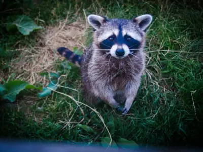 racoon in grass looking up at camera 