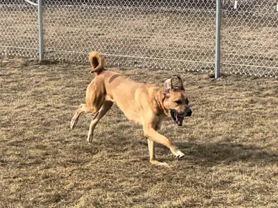 dog (Tank) running at dog park