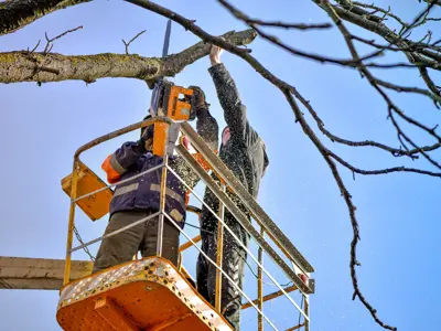 2 crew pruning tree 