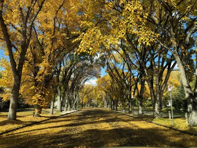 Fall Tree Canopy over Lethbridge residential street