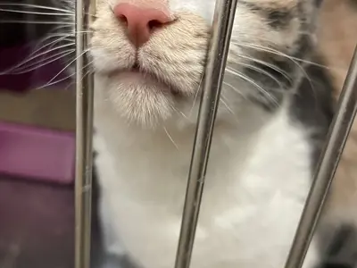 cat face in kennel