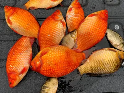 Group of Goldfish