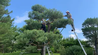 Nikka Yuko Japanese Garden NYJG tree pruning 