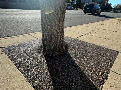 aggregate downtown new tree surround 2024