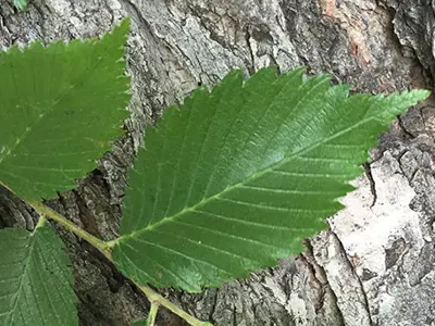 Elm tree leaves 