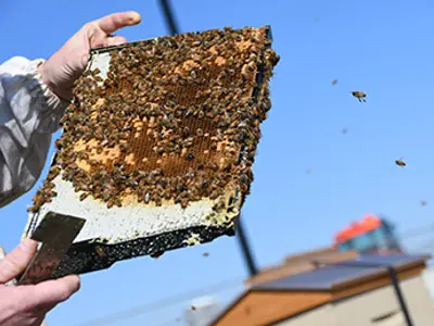 bee honey comb